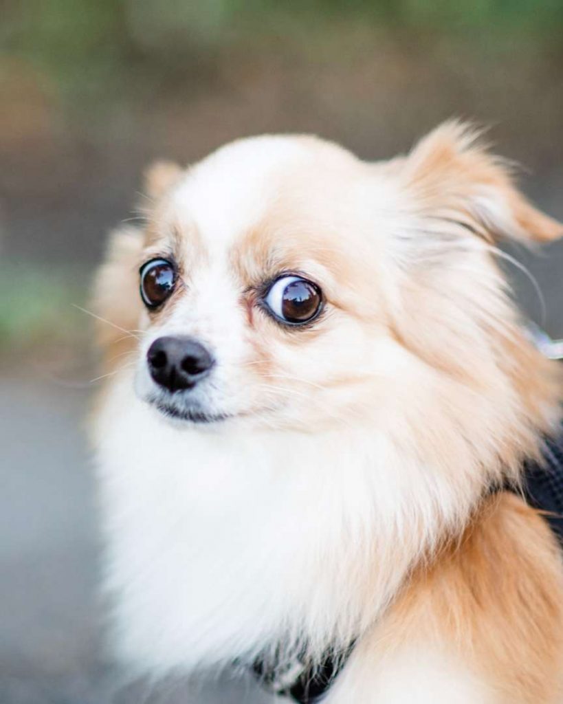 Ängstlich schauender Hund (Quelle: unsplash/Michelle Tresemer)
